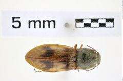 Foto (Dorsalansicht) von Stropenron pallidipes (Brown, 1936) (NHMW-ZOO-COL-0008359)